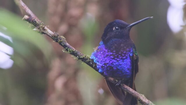 Velvet-purple Coronet (boissonneaua jardini). Hummingbird perched on a branch while the mist falls on it.