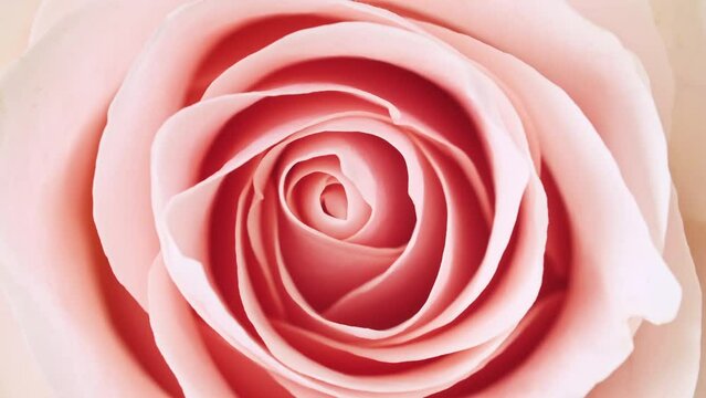 Beautiful pink rose rotating on white background, macro shot. Bud closeup. Blooming pink rose flower open. Holiday backdrop, Valentine's Day concept. High quality 4k footage