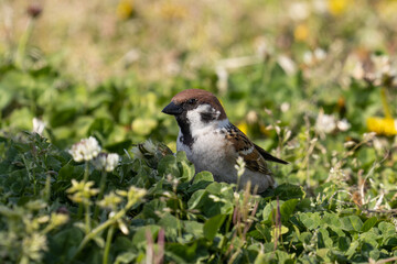 小さな草花に囲まれるスズメ