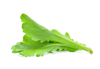 edible chrysanthemum leaf isolated on white background