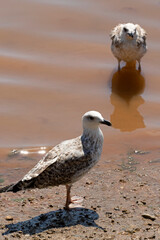 seagull on the beach