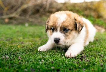 Little puppy on a background of green grass. He is one month old. Cute dog has a tricolor color.