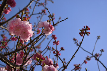 Double cherry blossom branches, also known as yae zakura, a type of sakura with multiple layers of petals, in full bloom, Japan