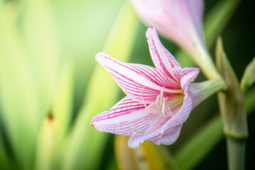 Amaryllis is a white-pink flower in nature, large, beautiful flowers.