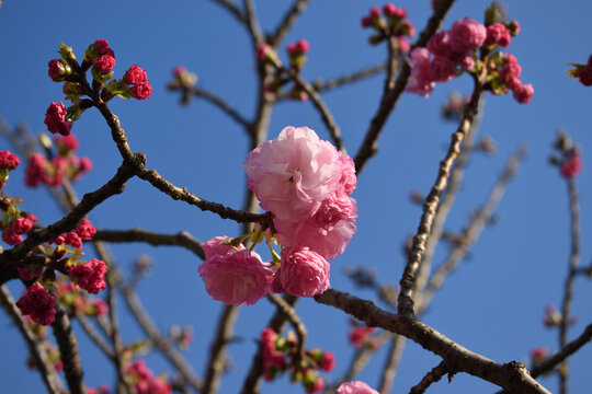 Double cherry blossom branches, also known as yae zakura, a type of sakura with multiple layers of petals, in full bloom, Japan
