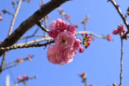 Double cherry blossom branches, also known as yae zakura, a type of sakura with multiple layers of petals, in full bloom, Japan