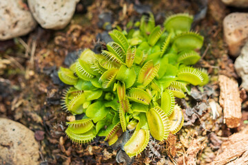 Venus flytrap Dionaea muscipula carnivorous plant close up