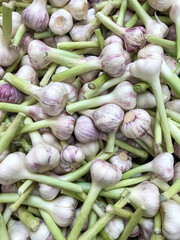 garlic is a spicy vegetable for eating salad dishes
