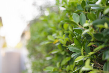 Obraz premium Blur plant green leaf in garden with bokeh background