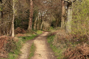 Track though English Woodland