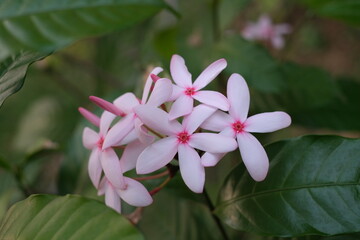 close up of pink flower with leaves 
