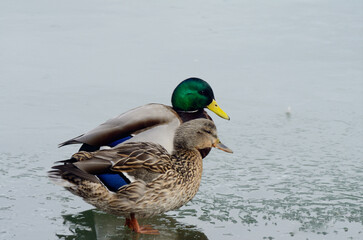 Mallard mated pair sits on icy surface in spring rain.