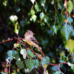 a small Cordilleran Flycatcher sits in a dark refuge in a garden.