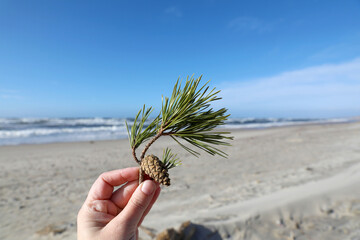 Sandy beach on the Curonian Spit