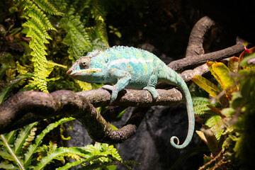 Green chameleon on branch among plants © Maria