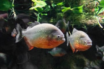 Piranhas floating in water against backdrop of greenery