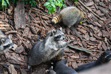 Cute raccoon with his tongue pulling out standing on its hind legs near other raccoons. Animals at the zoo