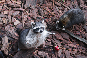 Cute raccoon standing on his hind legs near the red apple and another raccoon. Top view. Animals at...