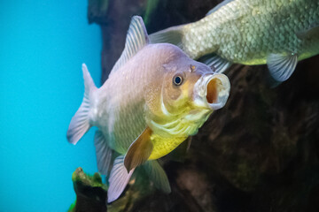 Crucian fish in water with open mouth close-up