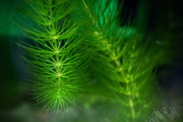 Fluffy green algae close up