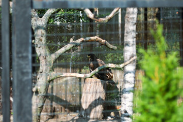 Selective focus of the big eagle sitting at the lower branch of the tree. Birds at the zoo