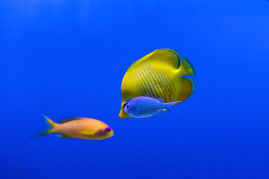 Fish bluecheek butterflyfish and chromis viridis in blue aquarium