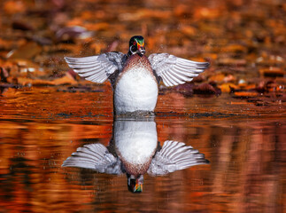 beautiful and colorful wood duck in a natural setting environment