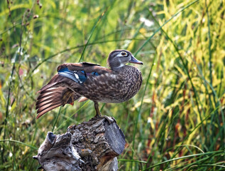 beautiful and colorful wood duck in a natural setting environment