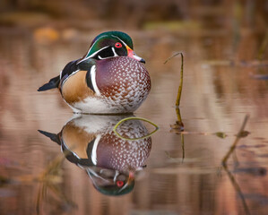 beautiful and colorful wood duck in a natural setting environment