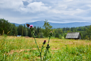 Fototapeta na wymiar a butterfly sits on wild flowers thistles, green meadow, a beautiful view of the mountain peaks