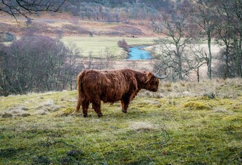 Highland Cow