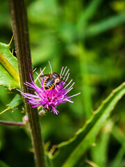 Fotografías de exterior, animales y tartas