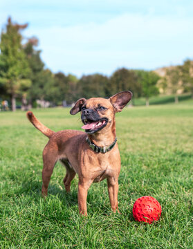 cute chiweenie mix at a local park