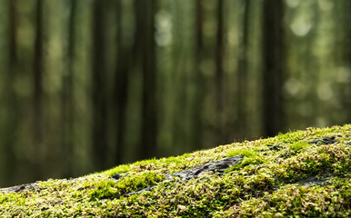 Close up of fallen tree trunk covered with moss. Mossy log with defocused forest background with tall trees. Rainforest backdrop or. Beautiful North Vancouver, BC, Canada. Selective focus. Copy space.