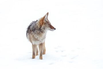 Fototapeta premium Beautiful photo of a wild coyote out in nature