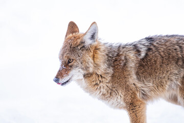 Naklejka na ściany i meble Beautiful photo of a wild coyote out in nature