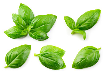 Basil isolated. Basil leaf flat lay on white background. Green basil leaves collection top view....