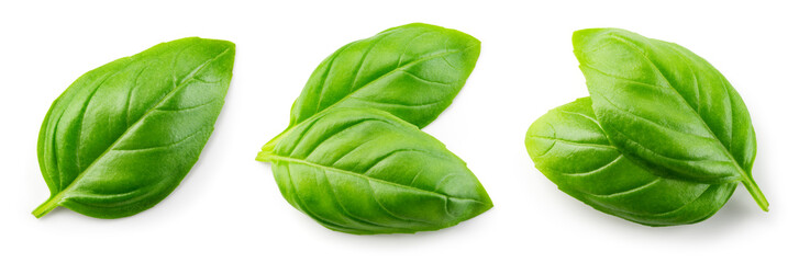 Basil isolated. Basil leaf flat lay on white background. Green basil leaves collection top view. Full depth of field.