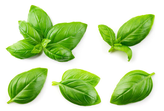 Basil isolated. Basil leaf flat lay on white background. Green