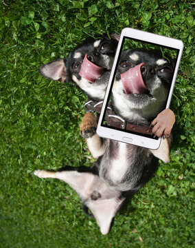 cute chihuahua playing in the grass licking his nose taking a selfie upside down