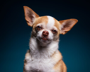 studio shot of a cute dog on an isolated background