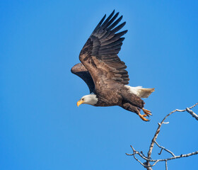 american bald eagle