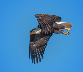 american bald eagle