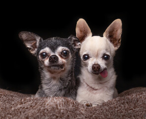 studio shot of two cute dogs on an isolated background