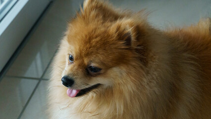 Miniatur-Löwe, Zwergspitz