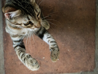 Fotografías de exterior, animales y tartas