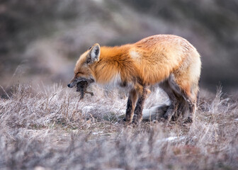 red fox eating a squirrel
