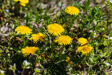 畑に群生するタンポポ