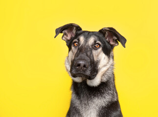studio shot of a cute dog on an isolated background