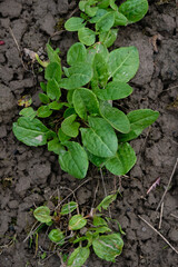 Sorrel on the soil background. Top view. Vertical image.